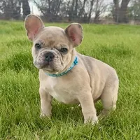 Breeze, a male French Bulldog for sale in Mosca, CO – 1 of 10