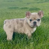 Breeze, a male French Bulldog for sale in Mosca, CO – 4 of 10