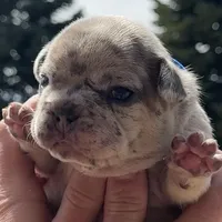Breeze, a male French Bulldog for sale in Mosca, CO – Photo 2 of 7