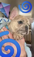 Breeze, a male French Bulldog for sale in Mosca, CO – 2 of 10