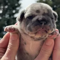 Honey, a female French Bulldog for sale in Mosca, CO – Photo 2 of 7