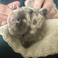 Honey, a female French Bulldog for sale in Mosca, CO – Photo 7 of 7