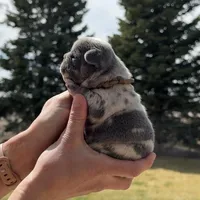 Honey, a female French Bulldog for sale in Mosca, CO – Photo 3 of 7