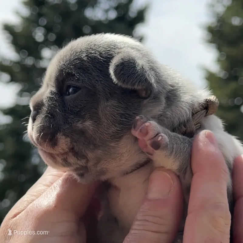 Honey – French Bulldog puppy for sale in Mosca, CO