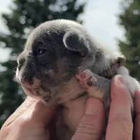 Honey, a female French Bulldog for sale in Mosca, CO – Photo 1 of 7