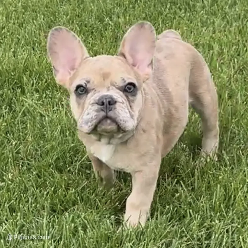 Breeze – French Bulldog puppy for sale in Mosca, CO