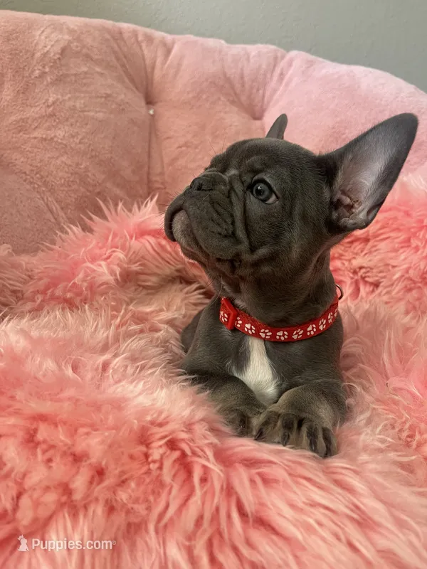 Birdie – French Bulldog puppy for sale in Mosca, CO