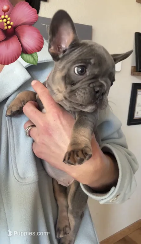 Blossom – French Bulldog puppy on hold in Mosca, CO