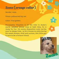 Zuma (AKC Sunny Golden days Retrievers), a male Golden Retriever for sale in Atoka, TN – 2 of 6
