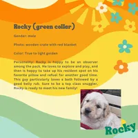 Rocky (AKC Sunny Golden Days Retrievers), a male Golden Retriever for sale in Atoka, TN – 3 of 8