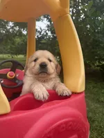 Zuma (AKC Sunny Golden days Retrievers), a male Golden Retriever for sale in Atoka, TN – 3 of 6