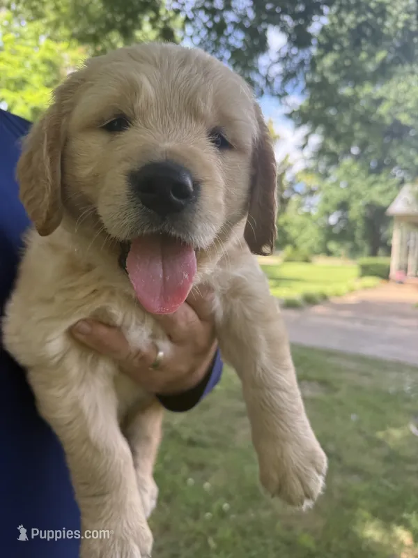 Chase (AKC Sunny Golden Days Retrievers) – Golden Retriever puppy for sale in Atoka, TN