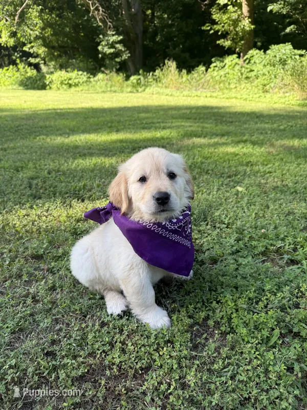 Skye (AKC Sunny Golden Days Retrievers) – Golden Retriever puppy for sale in Atoka, TN