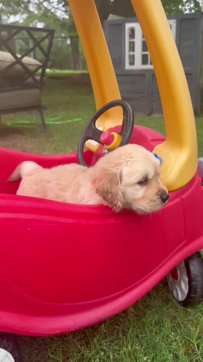Zuma (AKC Sunny Golden days Retrievers), a male Golden Retriever for sale in Atoka, TN – 6 of 6