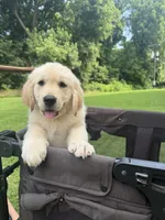 Skye (AKC Sunny Golden Days Retrievers), a female Golden Retriever for sale in Atoka, TN – 6 of 7