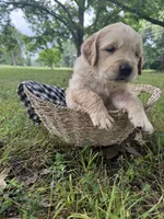 Chase (AKC Sunny Golden Days Retrievers), a male Golden Retriever for sale in Atoka, TN – 3 of 5