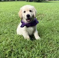 Skye (AKC Sunny Golden Days Retrievers), a female Golden Retriever for sale in Atoka, TN – 2 of 7