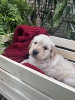 Rocky (AKC Sunny Golden Days Retrievers), a male Golden Retriever for sale in Atoka, TN – 4 of 8