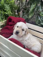 Rocky (AKC Sunny Golden Days Retrievers), a male Golden Retriever for sale in Atoka, TN – 6 of 8