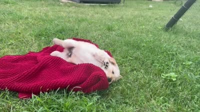 Rocky (AKC Sunny Golden Days Retrievers), a male Golden Retriever for sale in Atoka, TN – 8 of 8