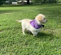 Skye (AKC Sunny Golden Days Retrievers), a female Golden Retriever for sale in Atoka, TN – 4 of 7