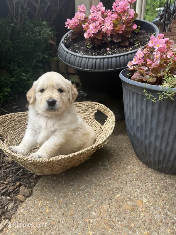Skye (AKC Sunny Golden Days Retrievers) – Golden Retriever puppy for sale in Atoka, TN