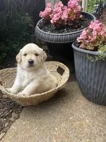 Skye (AKC Sunny Golden Days Retrievers), a female Golden Retriever for sale in Atoka, TN – 1 of 5