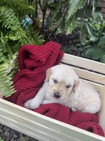 Rocky (AKC Sunny Golden Days Retrievers), a male Golden Retriever for sale in Atoka, TN – 7 of 8