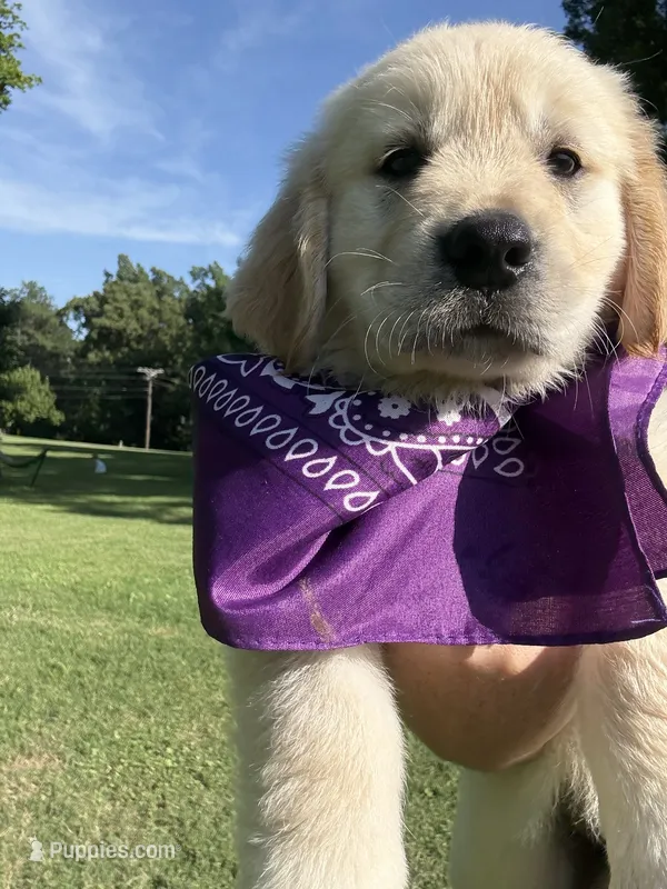 Skye (AKC Sunny Golden Days Retrievers) – Golden Retriever puppy for sale in Atoka, TN