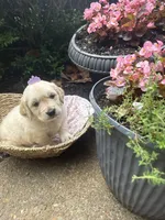 Skye (AKC Sunny Golden Days Retrievers), a female Golden Retriever for sale in Atoka, TN – 2 of 5