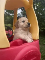 Zuma (AKC Sunny Golden days Retrievers), a male Golden Retriever for sale in Atoka, TN – 4 of 6