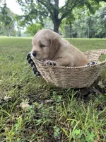 Chase (AKC Sunny Golden Days Retrievers), a male Golden Retriever for sale in Atoka, TN – 2 of 5
