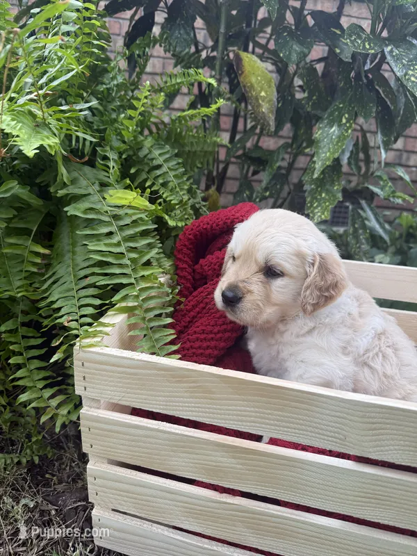 Rocky (AKC Sunny Golden Days Retrievers) – Golden Retriever puppy for sale in Atoka, TN