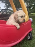 Zuma (AKC Sunny Golden days Retrievers), a male Golden Retriever for sale in Atoka, TN – 5 of 6