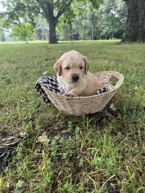 Chase (AKC Sunny Golden Days Retrievers) – Golden Retriever puppy for sale in Atoka, TN