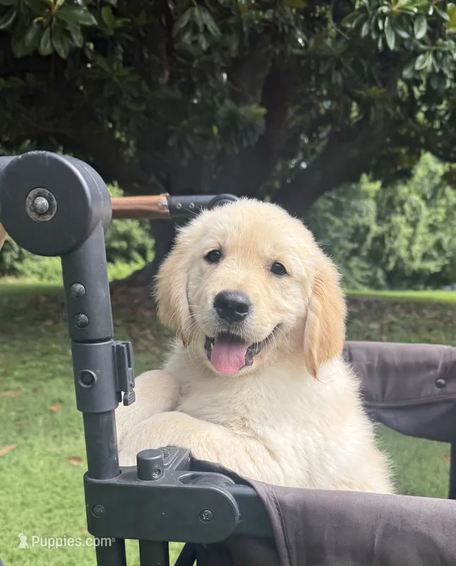 Skye (AKC Sunny Golden Days Retrievers) – Golden Retriever puppy for sale in Atoka, TN