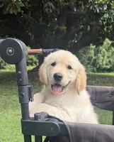 Skye (AKC Sunny Golden Days Retrievers), a female Golden Retriever for sale in Atoka, TN – 1 of 7