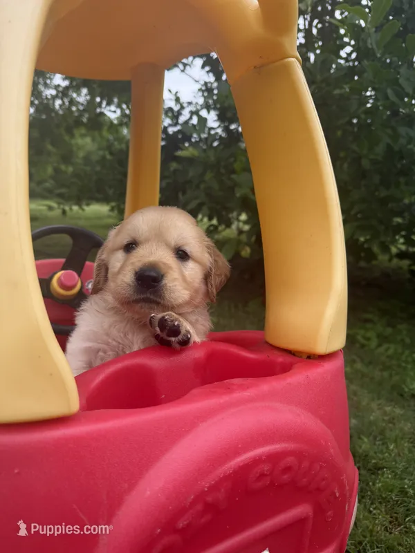 Zuma (AKC Sunny Golden days Retrievers) – Golden Retriever puppy for sale in Atoka, TN