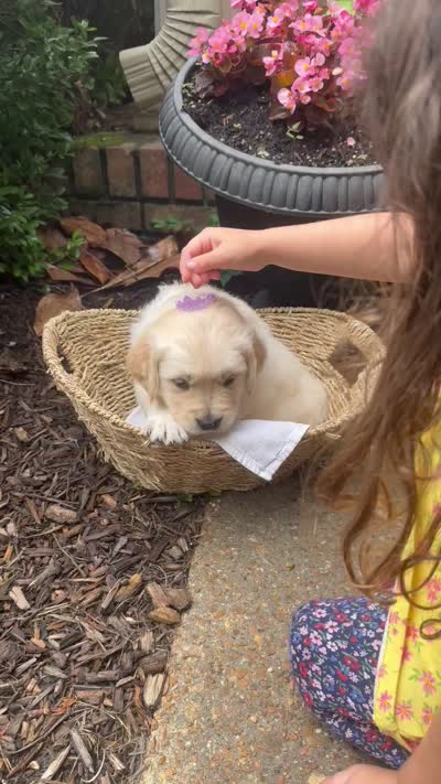 Skye (AKC Sunny Golden Days Retrievers), a female Golden Retriever for sale in Atoka, TN – 5 of 5