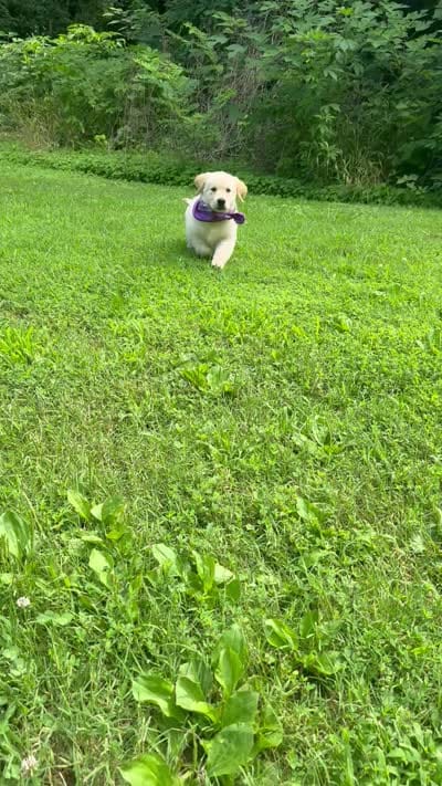 Skye (AKC Sunny Golden Days Retrievers), a female Golden Retriever for sale in Atoka, TN – 7 of 7