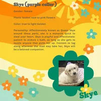 Skye (AKC Sunny Golden Days Retrievers), a female Golden Retriever for sale in Atoka, TN – 3 of 5