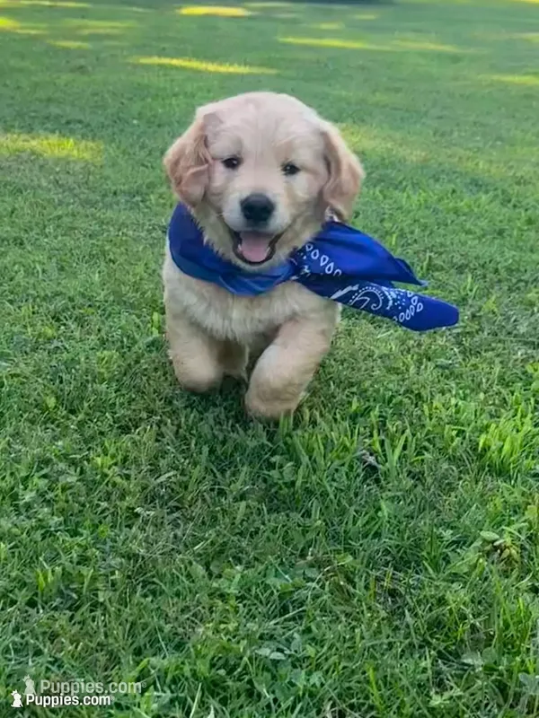 Chase (AKC Sunny Golden Days Retrievers) – Golden Retriever puppy for sale in Atoka, TN