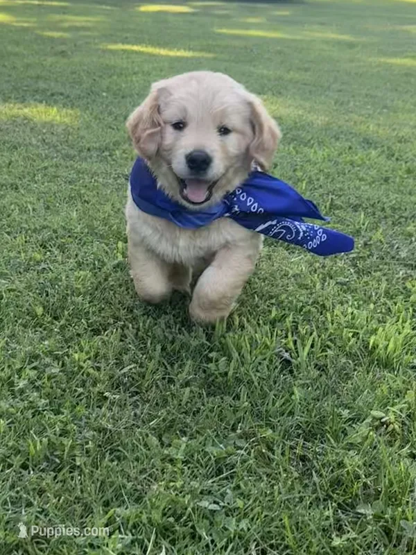 Chase (AKC Sunny Golden Days Retrievers) – Golden Retriever puppy for sale in Atoka, TN