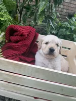 Rocky (AKC Sunny Golden Days Retrievers), a male Golden Retriever for sale in Atoka, TN – 5 of 8