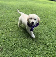 Skye (AKC Sunny Golden Days Retrievers), a female Golden Retriever for sale in Atoka, TN – 3 of 7
