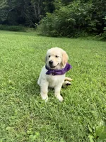 Skye (AKC Sunny Golden Days Retrievers), a female Golden Retriever for sale in Atoka, TN – 5 of 7