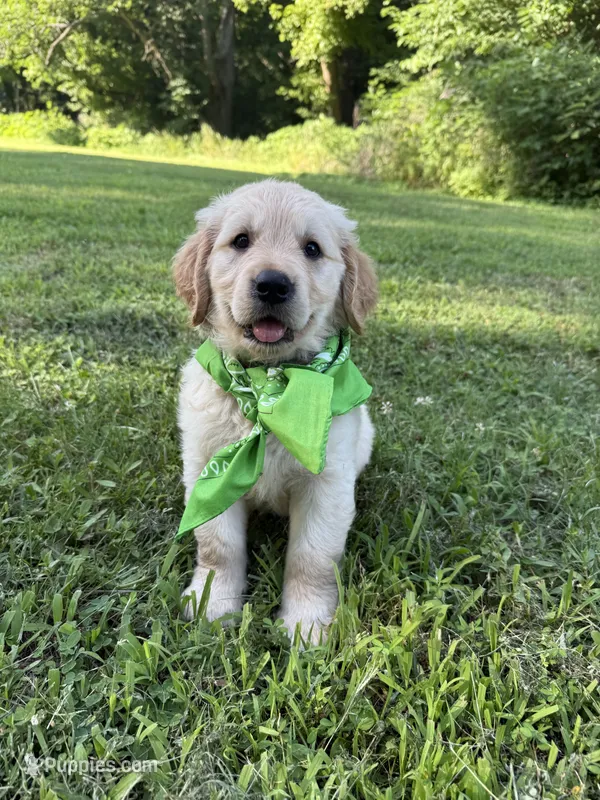 Rocky (AKC Sunny Golden Days Retrievers) – Golden Retriever puppy for sale in Atoka, TN