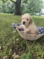 Chase (AKC Sunny Golden Days Retrievers), a male Golden Retriever for sale in Atoka, TN – 4 of 5