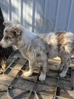 Little Red, a female Border Collie for sale in Poteau, OK – Photo 5 of 5