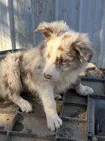 Little Red, a female Border Collie for sale in Poteau, OK – Photo 1 of 5